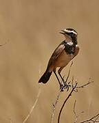 Capped Wheatear