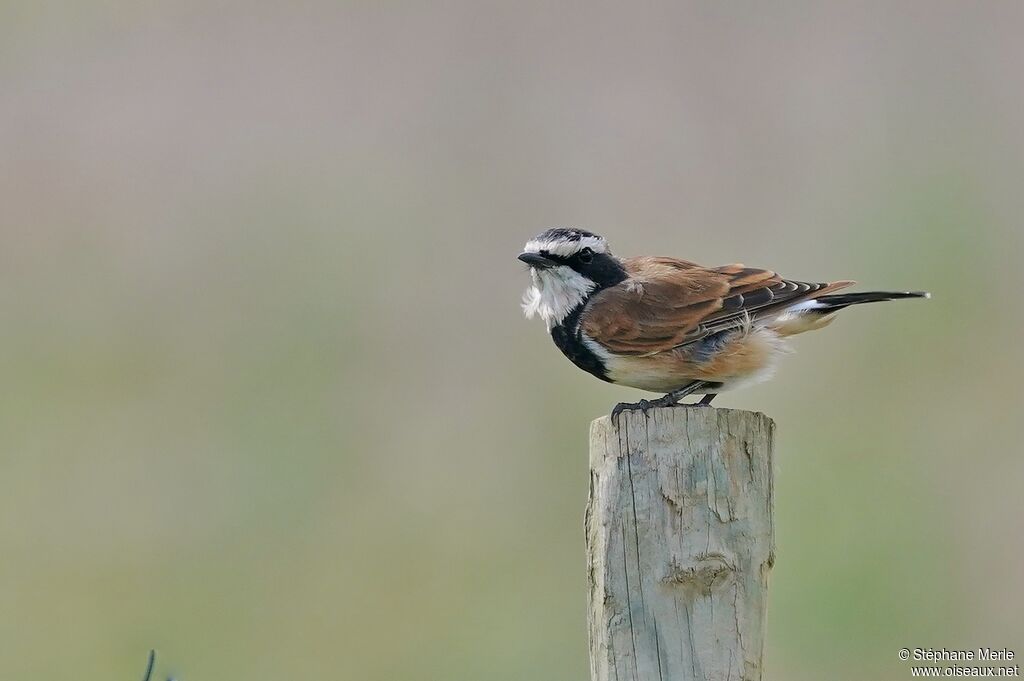 Capped Wheatearadult