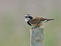 Capped Wheatear