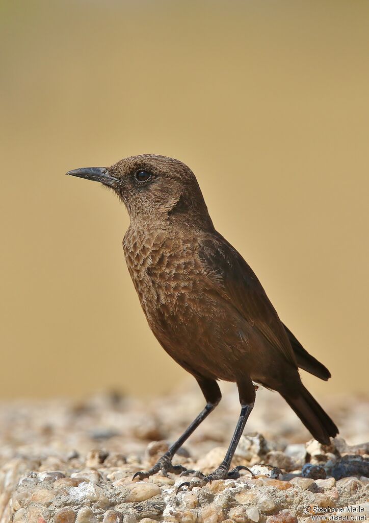 Ant-eating Chat