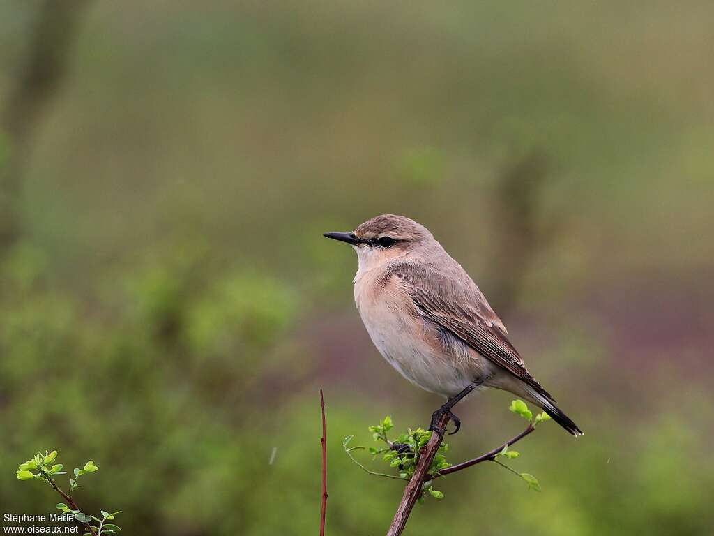 Isabelline Wheatearadult post breeding, identification