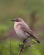 Isabelline Wheatear