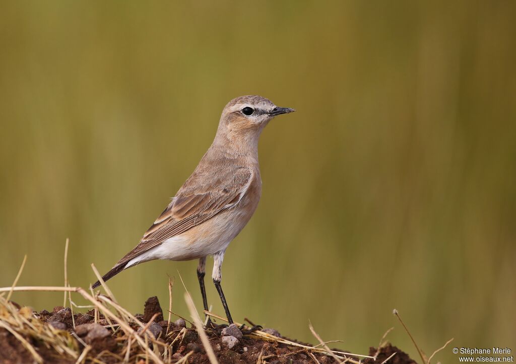 Isabelline Wheatearadult