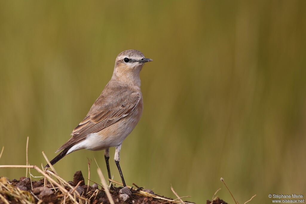 Isabelline Wheatearadult