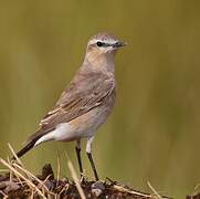 Isabelline Wheatear