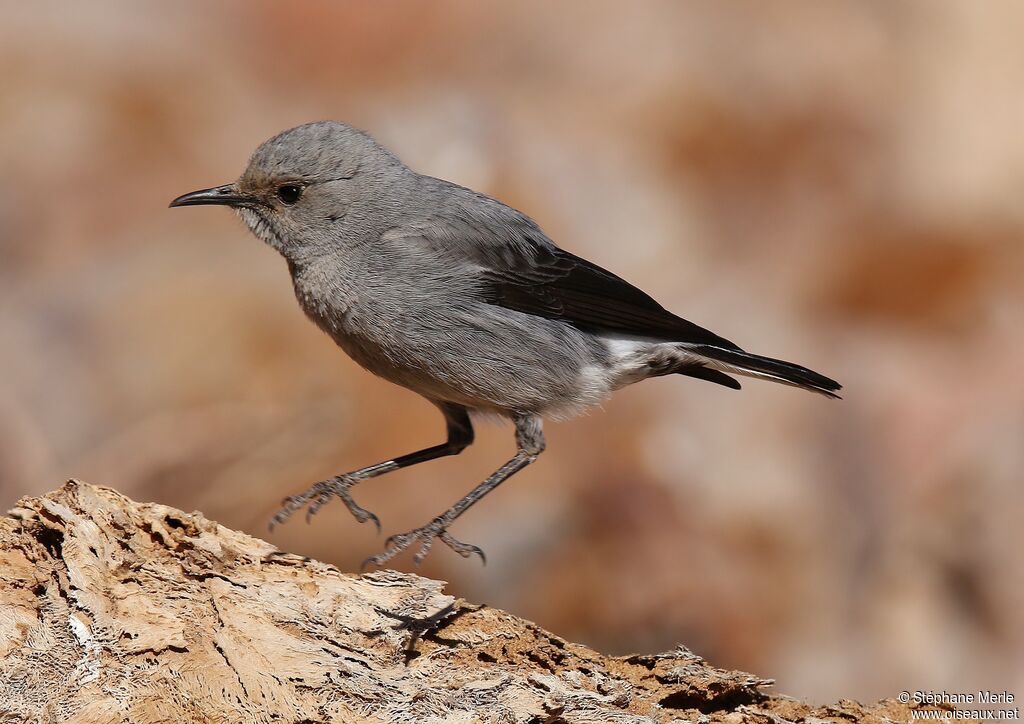 Mountain Wheatear male adult