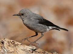 Mountain Wheatear