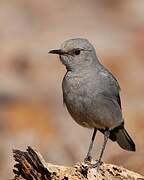 Mountain Wheatear