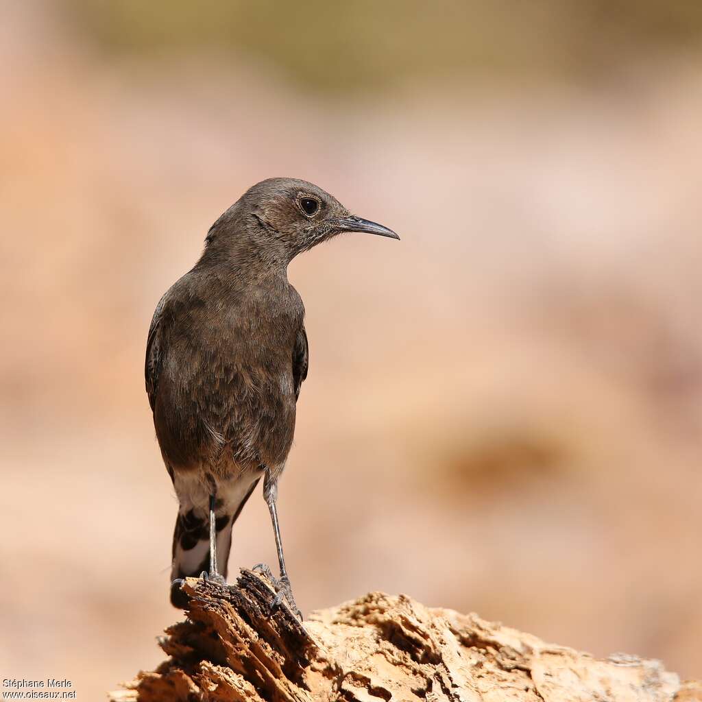 Mountain Wheatear female adult, identification