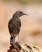 Mountain Wheatear