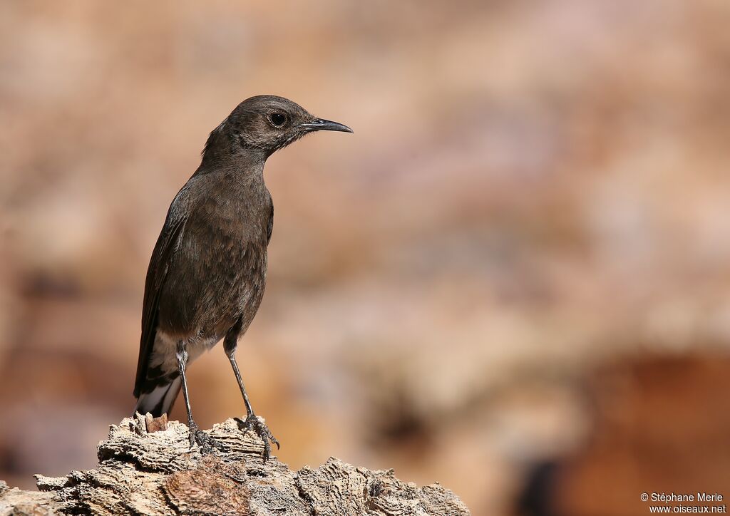 Mountain Wheatear female