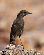 Mountain Wheatear