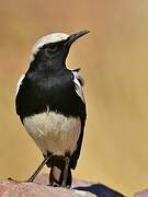 Mountain Wheatear