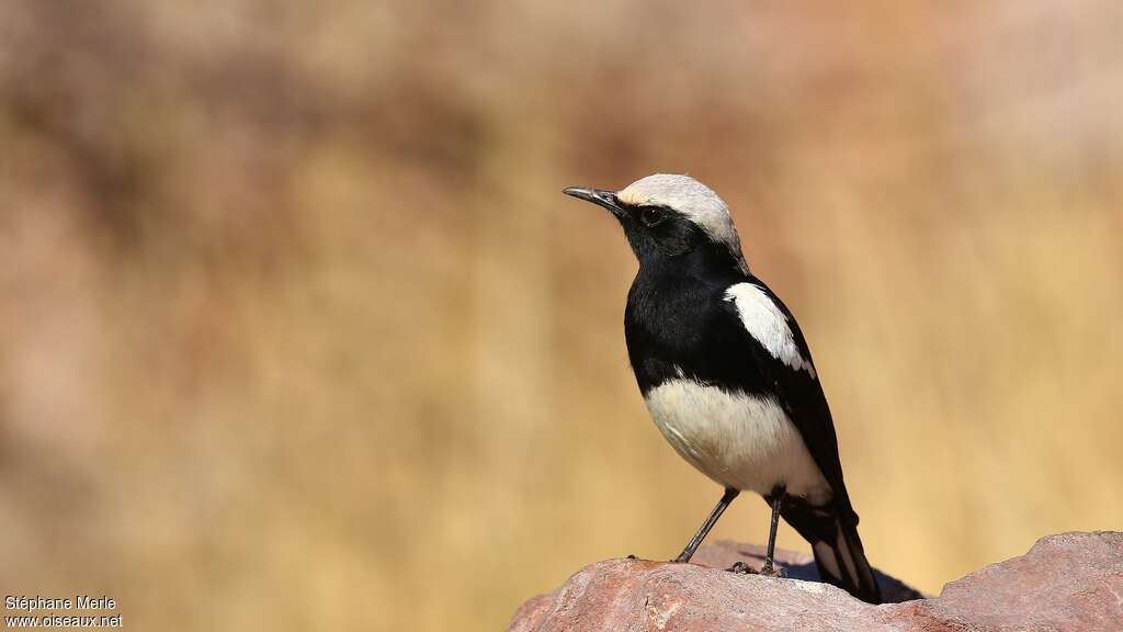 Mountain Wheatear male adult, identification