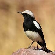 Mountain Wheatear