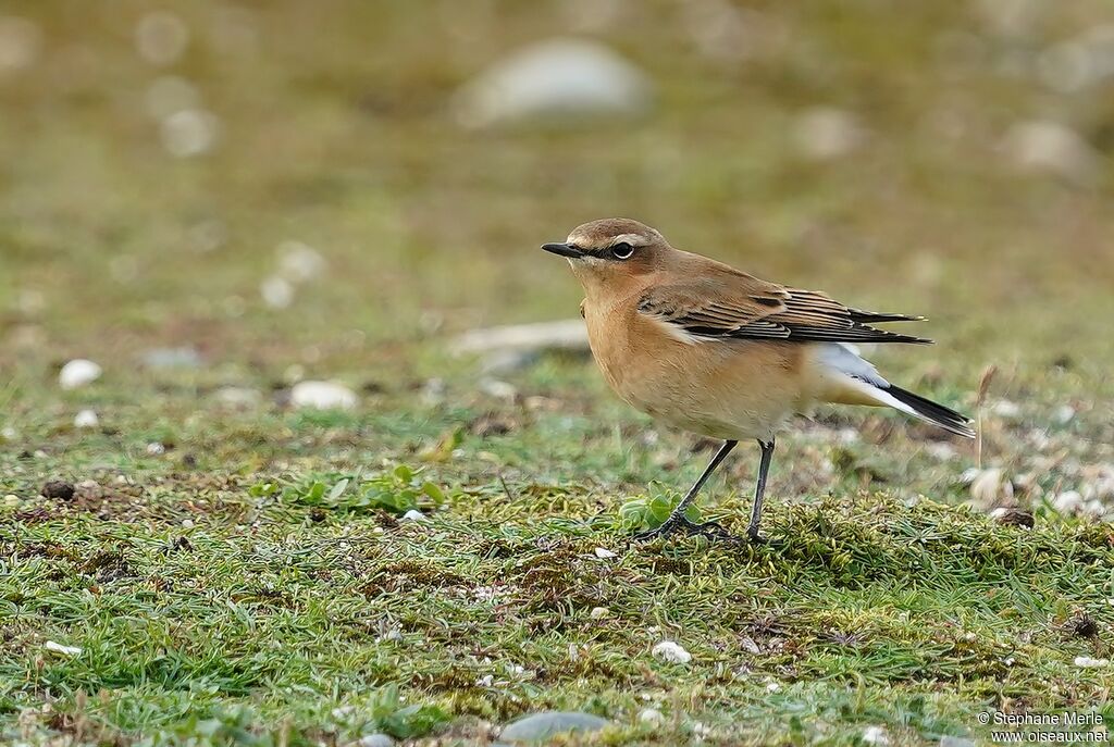 Northern Wheatearadult