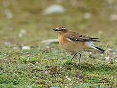 Northern Wheatear