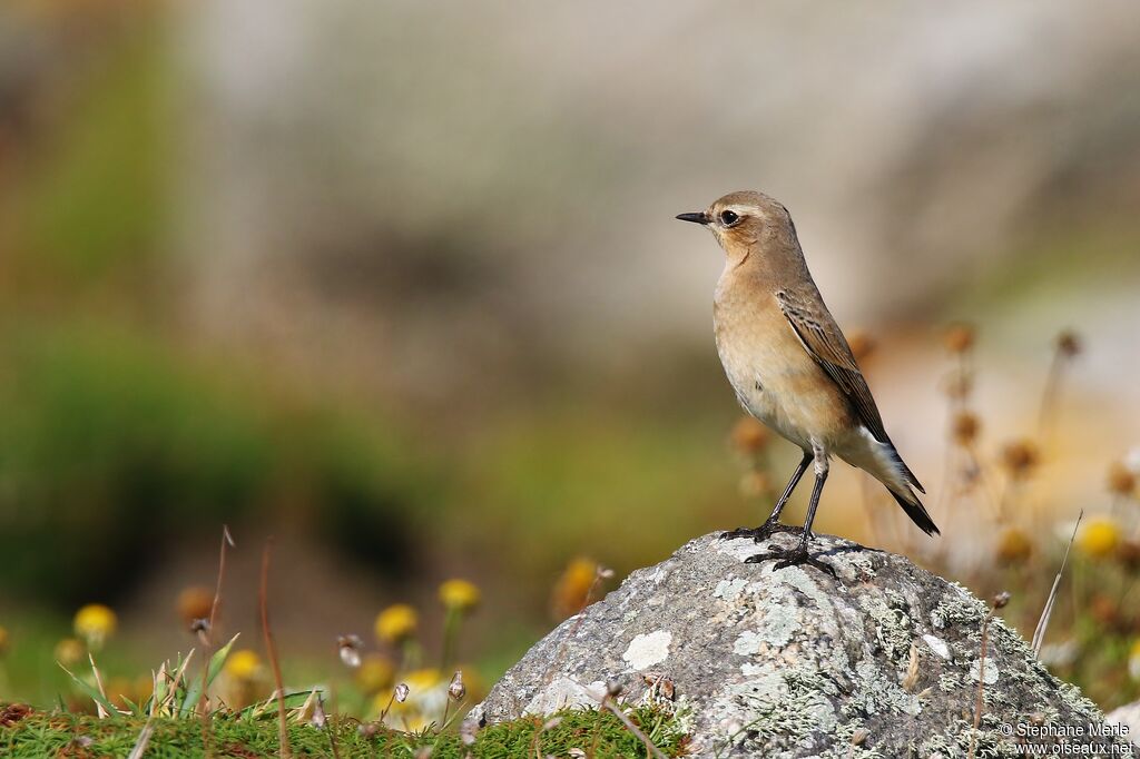 Northern Wheatear