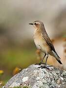 Northern Wheatear