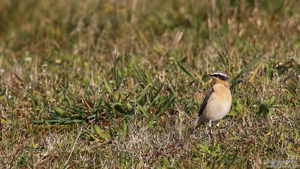 Northern Wheatear male