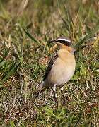 Northern Wheatear