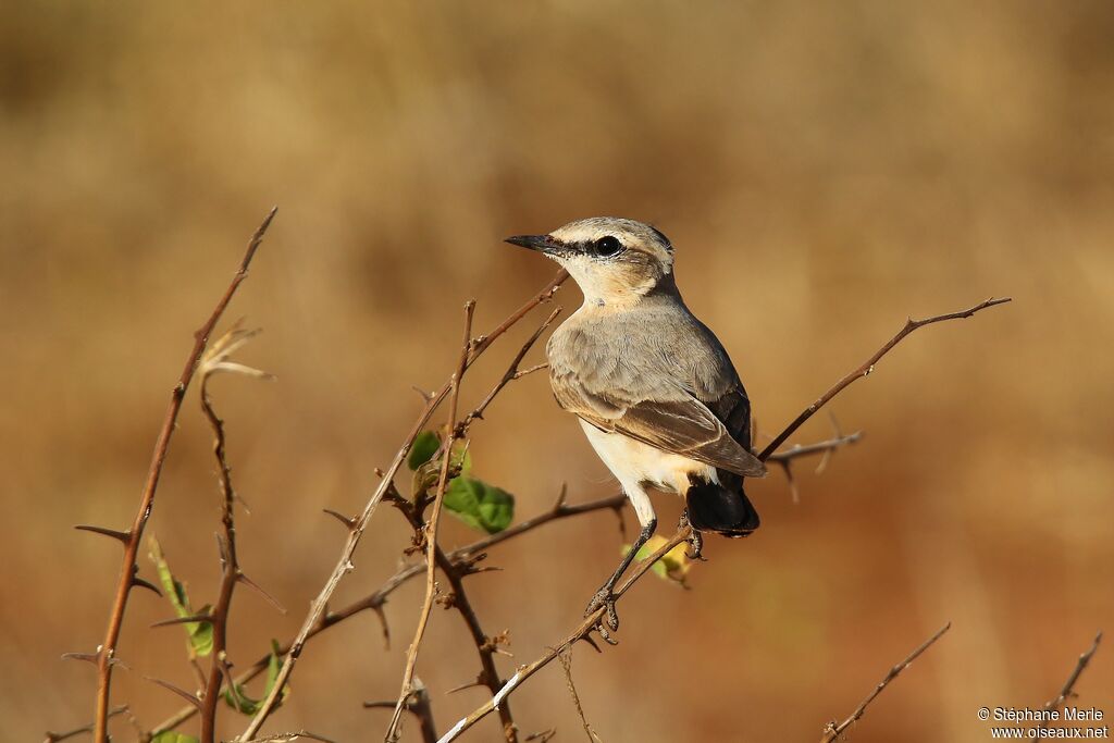 Northern Wheatear