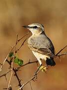 Northern Wheatear