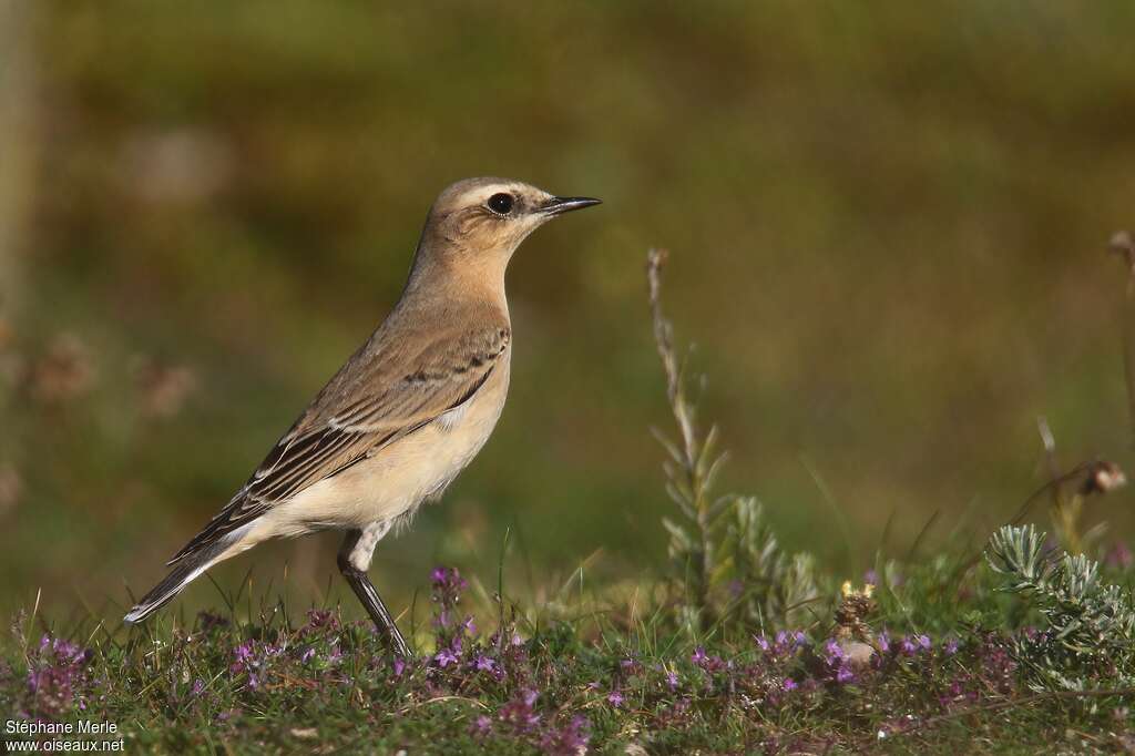 Traquet motteux1ère année, identification