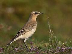 Northern Wheatear