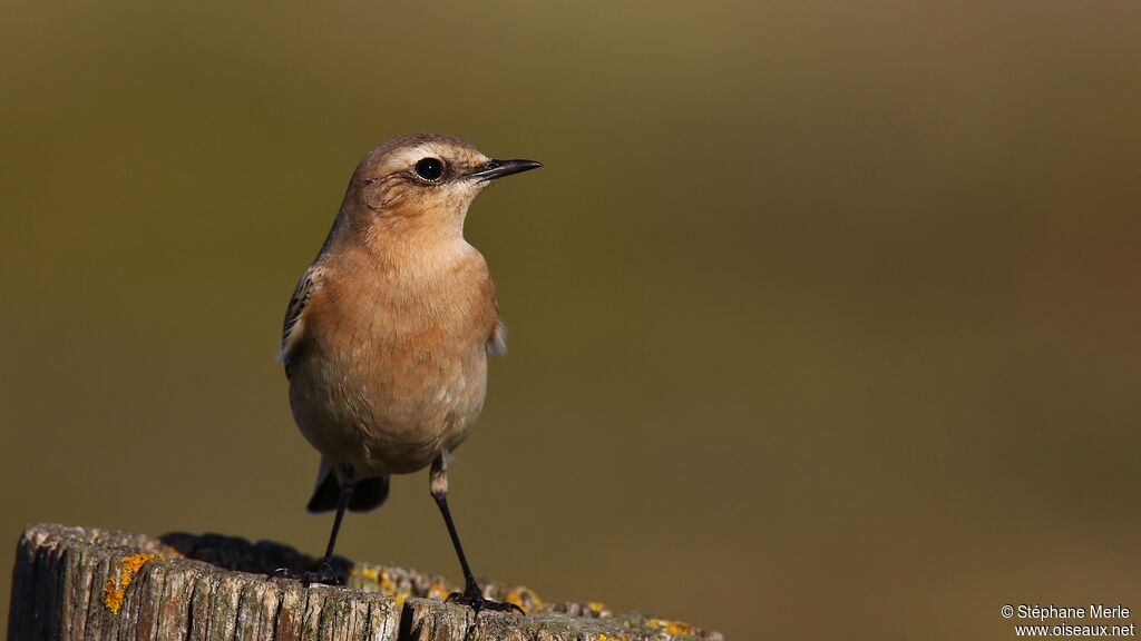 Northern Wheatear