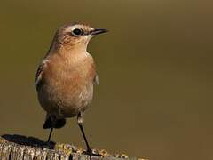 Northern Wheatear