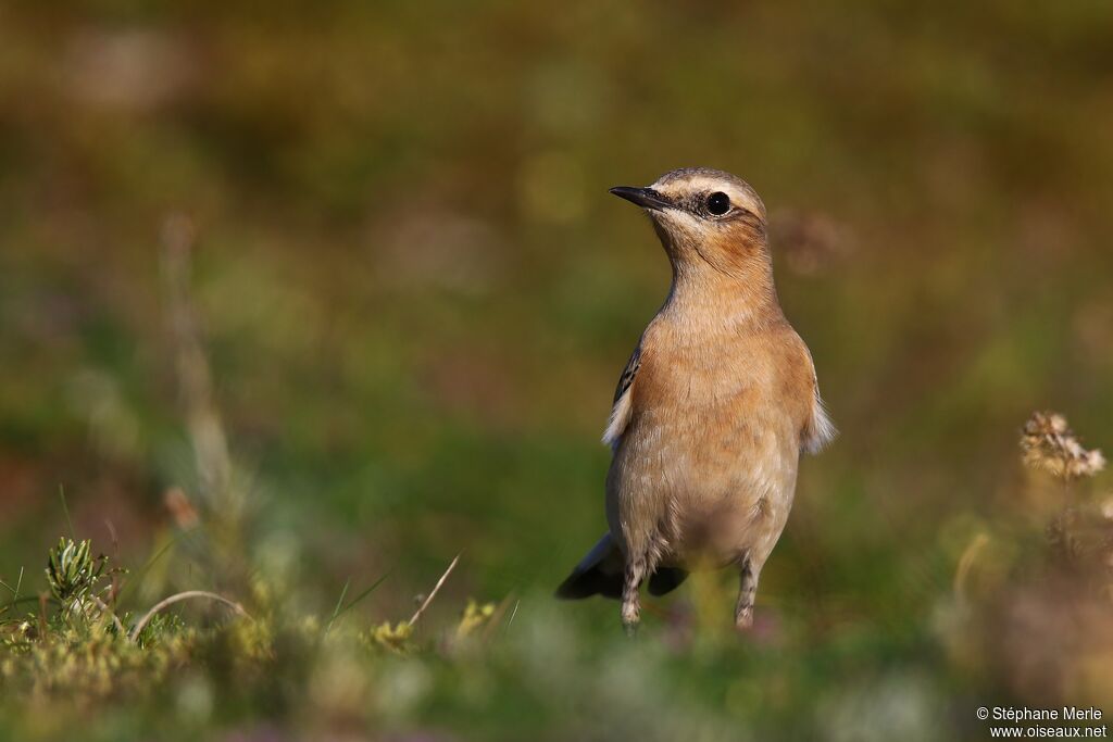 Northern Wheatear