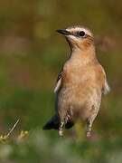 Northern Wheatear