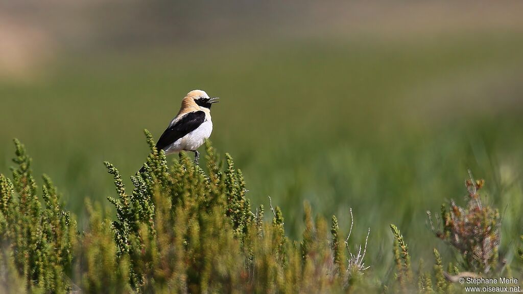 Black-eared Wheatear male adult