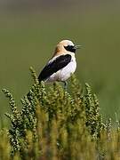 Western Black-eared Wheatear