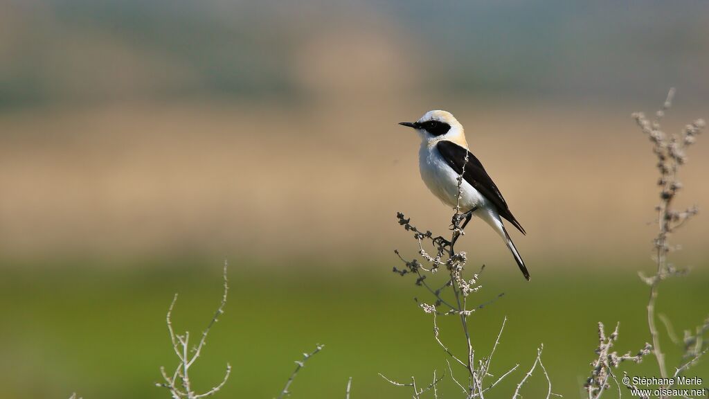 Western Black-eared Wheatear male