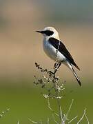 Black-eared Wheatear