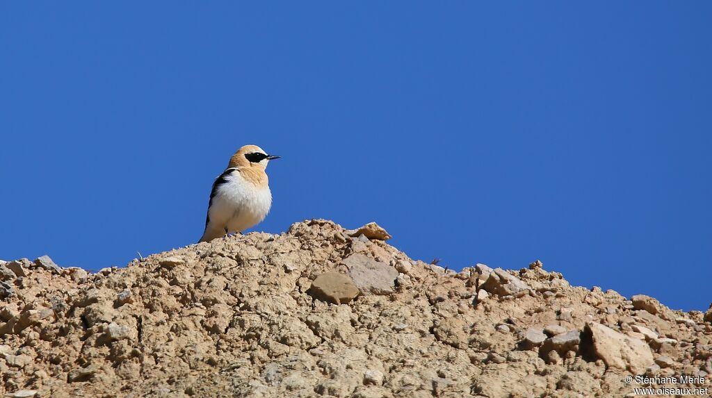 Western Black-eared Wheatear male adult