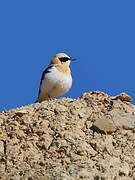 Black-eared Wheatear