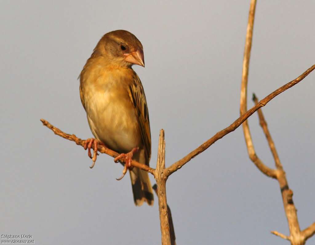 Red-billed Queleaimmature