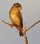 Red-billed Quelea