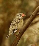 Red-billed Quelea