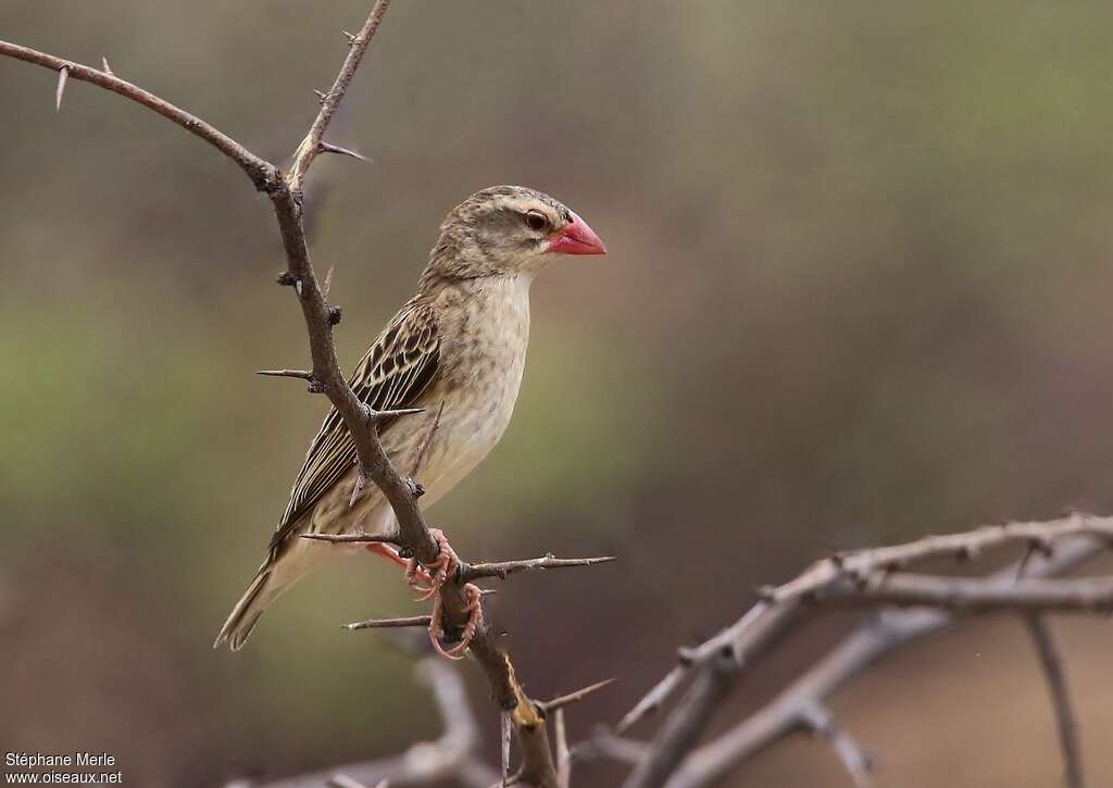 Red-billed Quelea male adult post breeding, identification