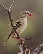 Red-billed Quelea