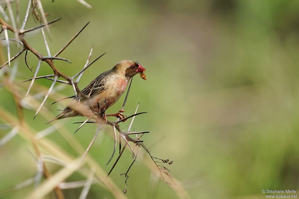 Red-billed Queleaadult