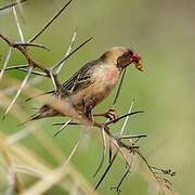 Red-billed Quelea