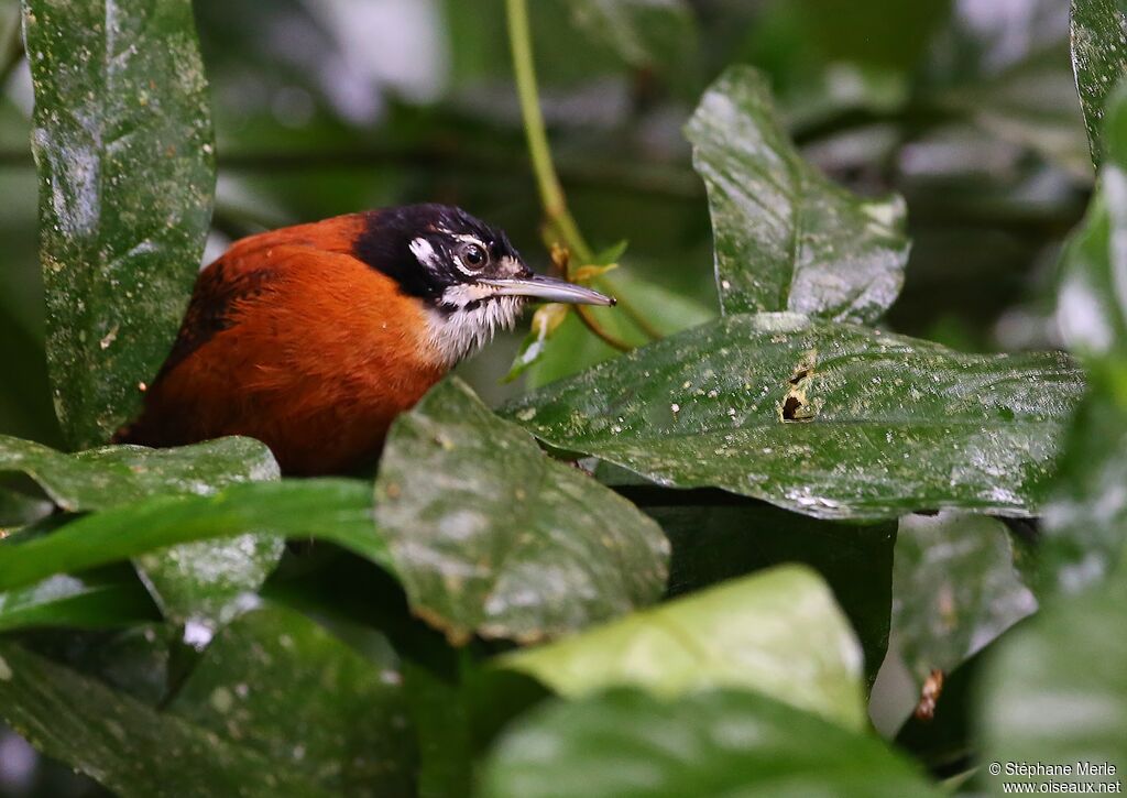 Bay Wrenadult