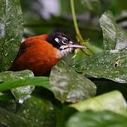 Bay Wren