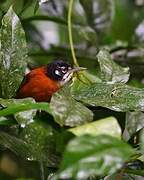 Bay Wren