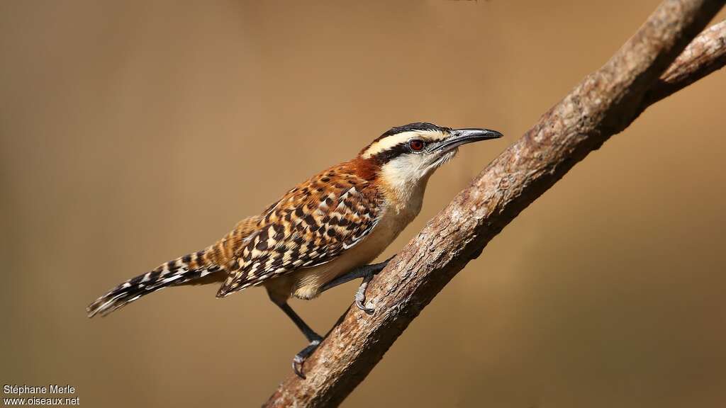 Rufous-backed Wrenadult, identification